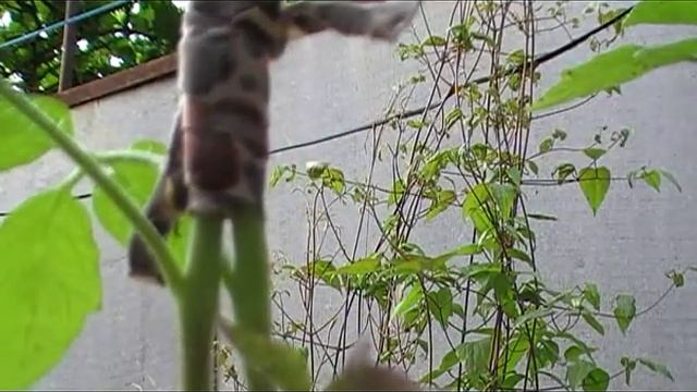 Томат на двух корнях 1 часть. Сад и огород Выпуск 036 смотреть онлайн