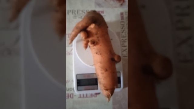 Опять! С землёй что-то не так! / морковь 2023 смотреть онлайн