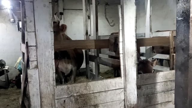 СОЛЕНЬЯ ИЗ БОЧКИ?АЛЯ КАК ВСЕГДА С ПОДАРКАМИ?ДУБОВАЯ БОЧКА ДЛЯ КАПУСТЫ?️ смотреть онлайн