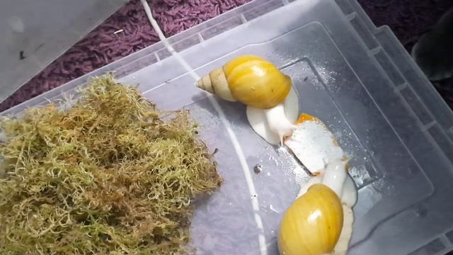 страшные истории и улитки ахатины#блог #ахатины #улитка #snail #фулика