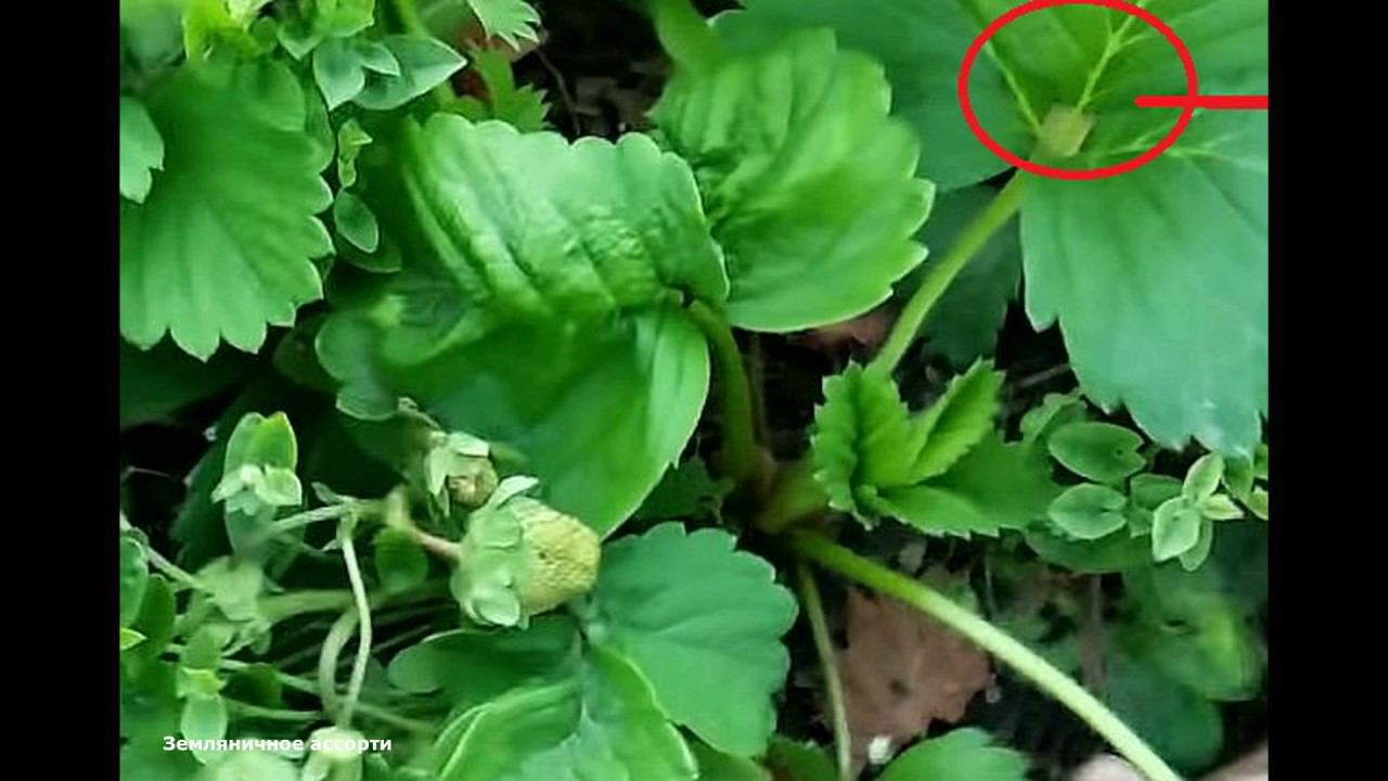 ПОЧЕМУ КУСТЫ КЛУБНИКИ КАРЛИКОВЫЕ И НЕ РАСТУТ . смотреть онлайн