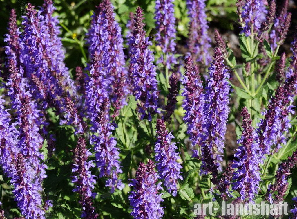 Шалфей лекарственный.