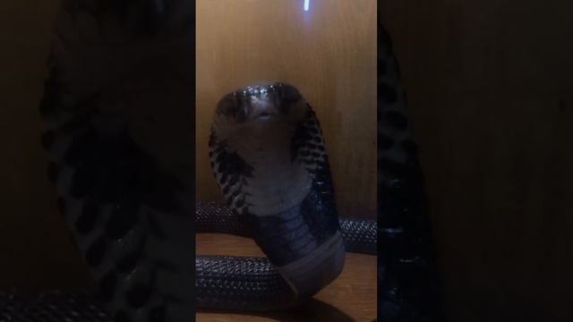 Кобра египетская ? Ай ? смотреть онлайн