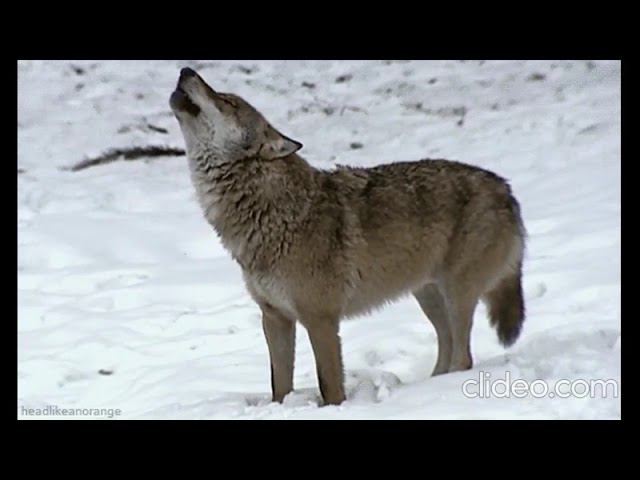 Под тонкой кожей (отрывок из поэмы) смотреть онлайн