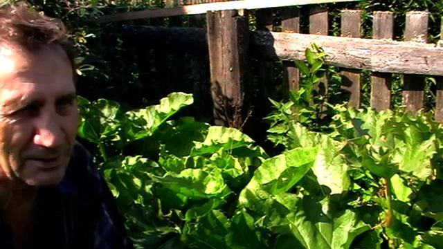 MOV003 ревень- растение пищевое смотреть онлайн