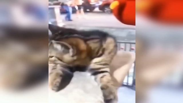 10 ПОРАЗИТЕЛЬНЫХ ФАКТОВ о КОТАХ. Скрытая целебность кошек. Смешные кошки и коты смотреть онлайн