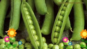 Горох обыкновенный Альфа. Краткий обзор, описание характеристик, где купить саженцы Alfa