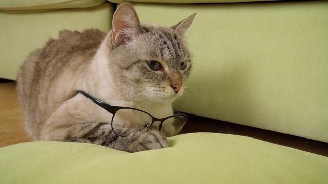 Не за БОРОДУ - за УМ жалуют! Веселый ЮКИ и ПОСЛОВИЦЫ смотреть онлайн