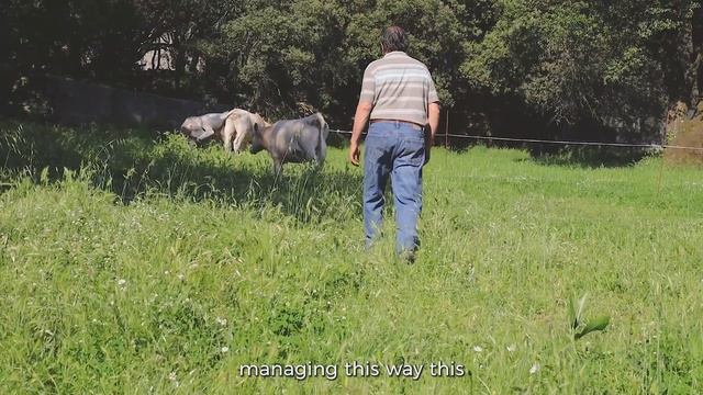 AGROMIX | Agroforestry in Sardinia, Italy смотреть онлайн