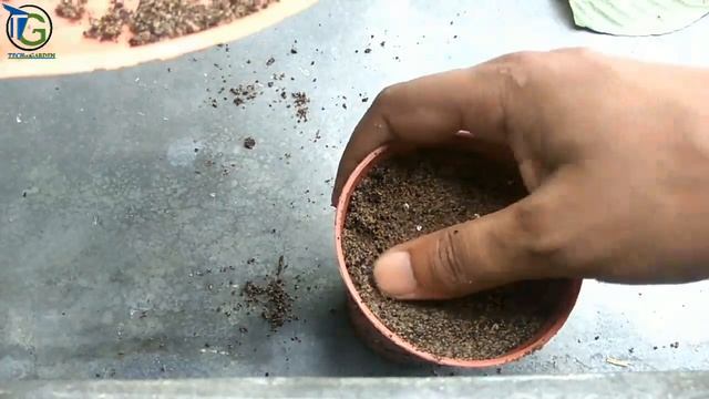 How to propagat Sanchezia Plant From Cutting with result смотреть онлайн