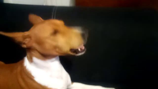 Говорящий басенджи. Амар. Говорящая собака. Basenji talking. смотреть онлайн