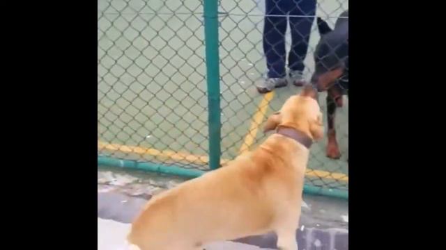 PITBULL VS DOBERMAN смотреть онлайн