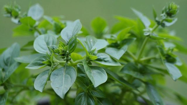 Perennial Power: 6 Herbs That Brave Winter and Flourish Year After Year! смотреть онлайн