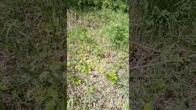 Папоротник-орляк смотреть онлайн