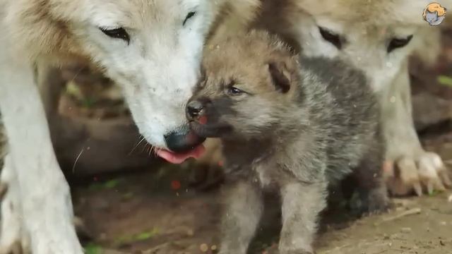 Человек спас эту волчицу и ее детенышей, а спустя 4 года ЧТО-ТО ПРОИЗОШЛО... смотреть онлайн