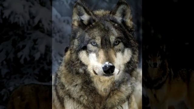 Слайд шоу часть 3 - Про волков смотреть онлайн