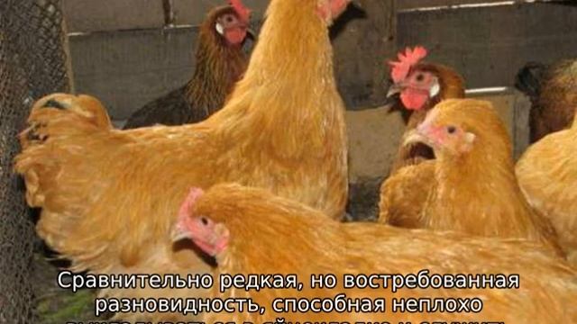 Рыжие куры смотреть онлайн