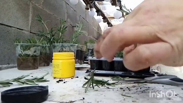 Укоренение розмарина в касетах и в воде смотреть онлайн