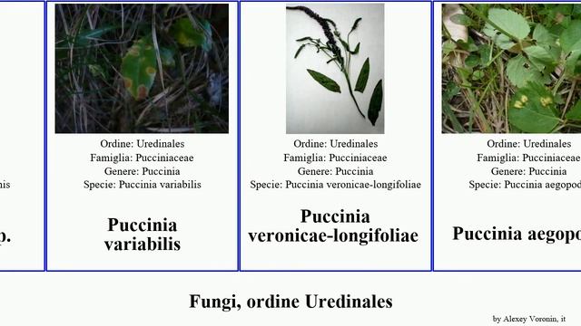 Fungi, ordine Uredinales puccinia fungus pini variabilis lini glomerata coronata tritici annularis смотреть онлайн