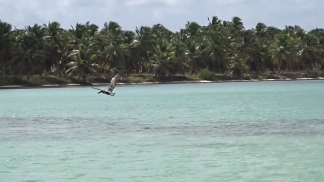 Как пеликан ловит рыбу смотреть онлайн