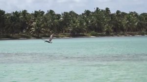 Как пеликан ловит рыбу