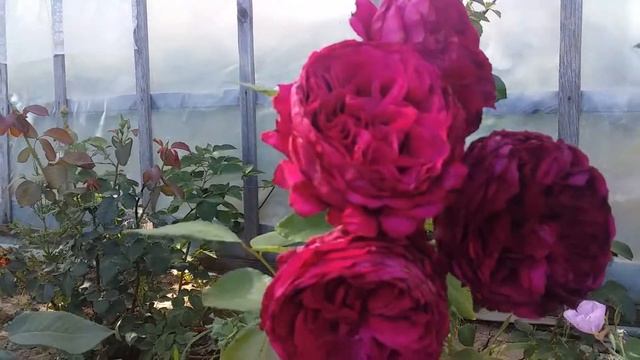 Роза 4-х Ветров смотреть онлайн