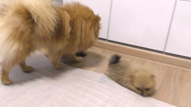 Щенкам шпица 33 дня. Из чего складывается цена за щенка. Что нужно для разведения собак смотреть онлайн