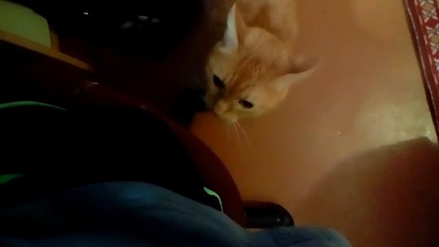 Моя кошка бесится! Ржач! смотреть онлайн