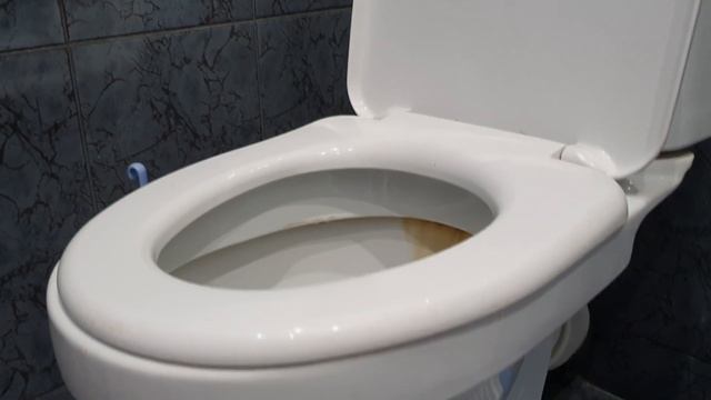 Канадский сфинкс Микки ✔ Уход, кормление, туалет и ухаживание за кошкой смотреть онлайн