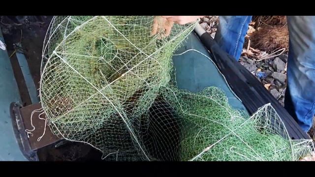 РАКОЛОВКА ДОРОЖКА опять ПОРаДОВАла УЛОВОМ. Наловили МНОГО РАКОВ. смотреть онлайн