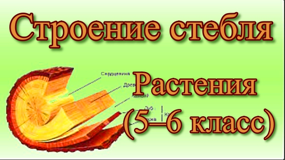 Строение стебля Биология 5-6 класс. смотреть онлайн