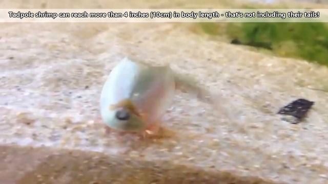 Tadpole Shrimp facts: aka triops facts (and more!) | Animal Fact Files смотреть онлайн