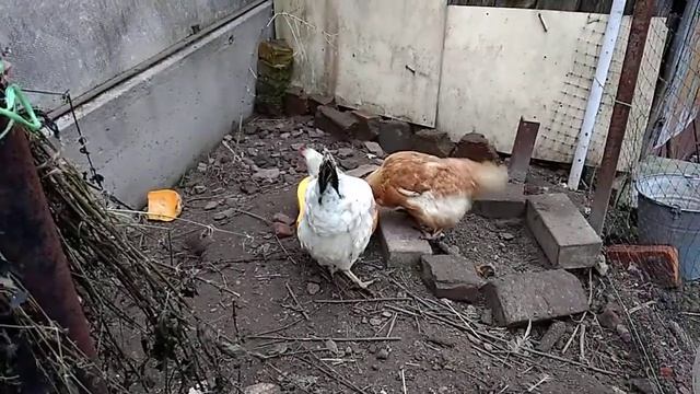 Едят ли куры пчел мертвых? НЕТ! смотреть онлайн