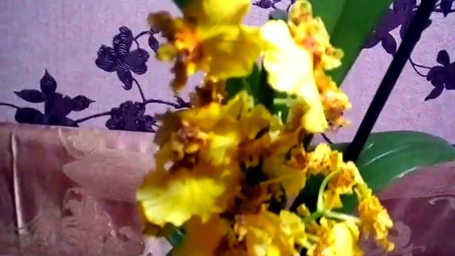 Камбрия - гибрид онцидиумной группы -"танцующие куколки" смотреть онлайн