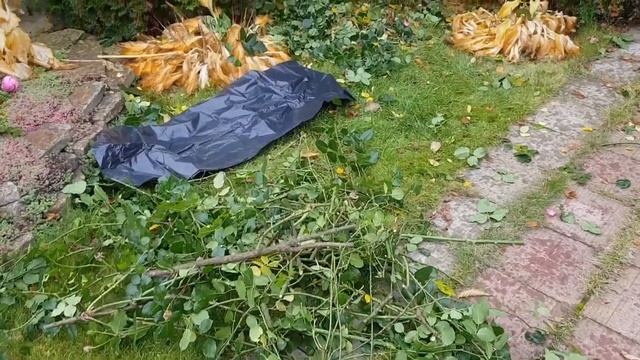 Плетистая роза CORAL DAWN. подготовка к укрытию! смотреть онлайн