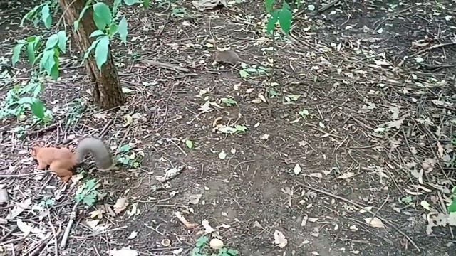 Белки Ботанического сада. Squirrels. The big botanical garden. смотреть онлайн