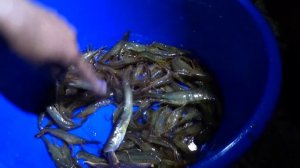 Ловушки для креветки