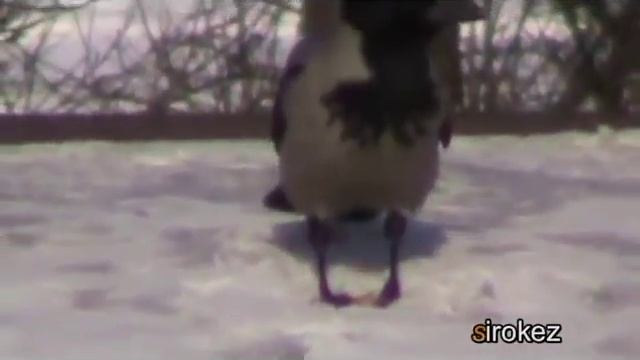 Естественный отбор смотреть онлайн