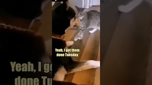 Gentle Cat Attack смотреть онлайн