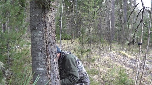 Соболь. Установка капканов на соболя Охота. смотреть онлайн