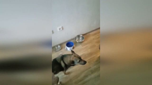 Феня 2 дня пролежала на улице сбитая, пока ее не нашли дети! Они обратились за помощью к взрослым! смотреть онлайн