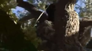 Michael Jackson climbing tree