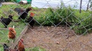 Петушиные бои