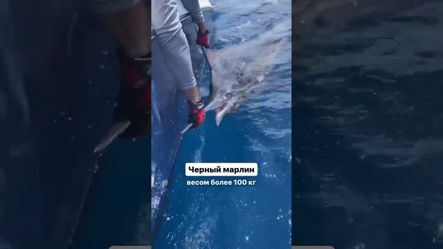 Поймали самую большую рыбу на морской рыбалке на Мальдивах с Михаилом Капровичем #shorts смотреть онлайн