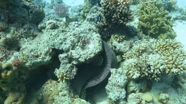 Окружающий мир 1 класс. Морские обитатели смотреть онлайн