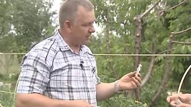 Розы, уход и выращивание Томаты высокорослые, шпалеры, подвязка томатов Огурцы, чем подкормить и смотреть онлайн