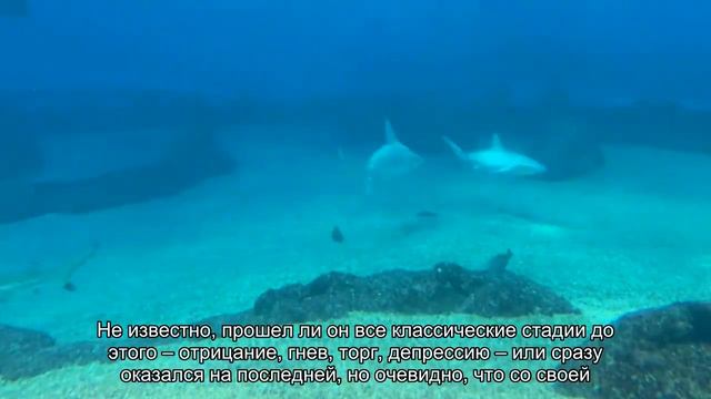 Котенок принимает душ: стадия принятия смотреть онлайн