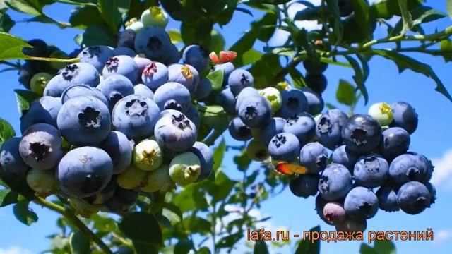 Голубика высокорослая Блюкроп (bluecrop) ? обзор: как сажать, саженцы голубики Блюкроп
