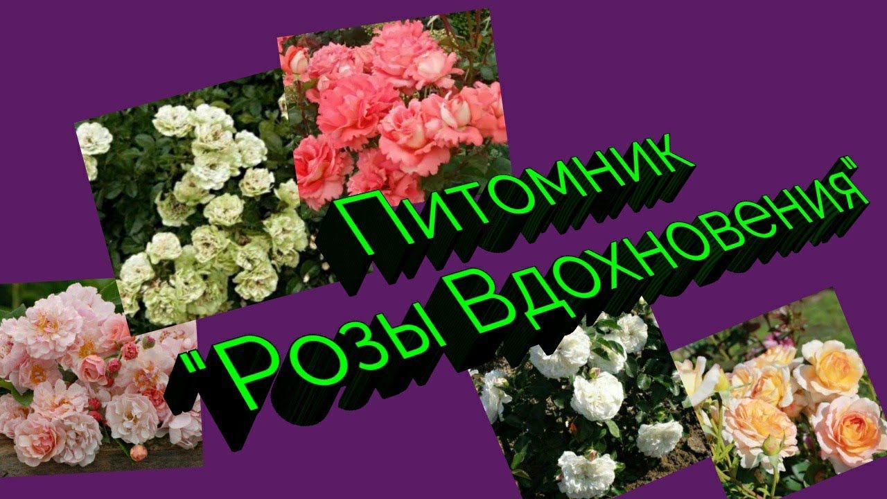 Розы из питомника 'Розы вдохновения "Распаковка посылки. смотреть онлайн