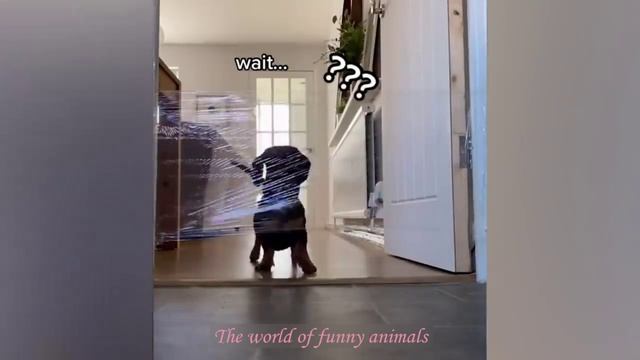 ПРИКОЛЫ С ЖИВОТНЫМИ ДО СЛЕЗ Смешные КОТЫ август 2022 ИЮЛЬ Приколы с КОТАМИ Funny ANIMALS video смотреть онлайн